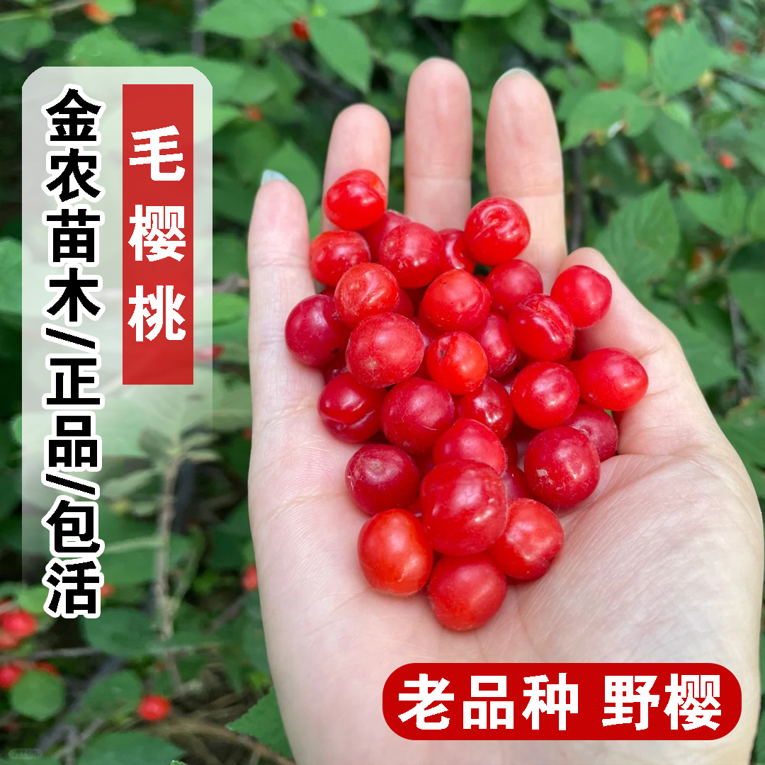 老品种毛樱桃树苖野生山樱桃树苗盆栽矮化东北小樱桃苗南北方种植