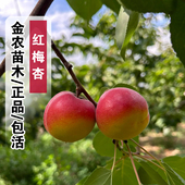 宁夏彭阳红梅杏树苗嫁接梅杏苗庭院特大高产杏子果苗南方北方种植