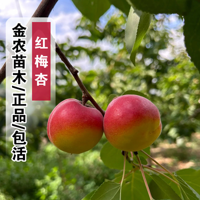 正品7月成熟包活红梅杏子树苗