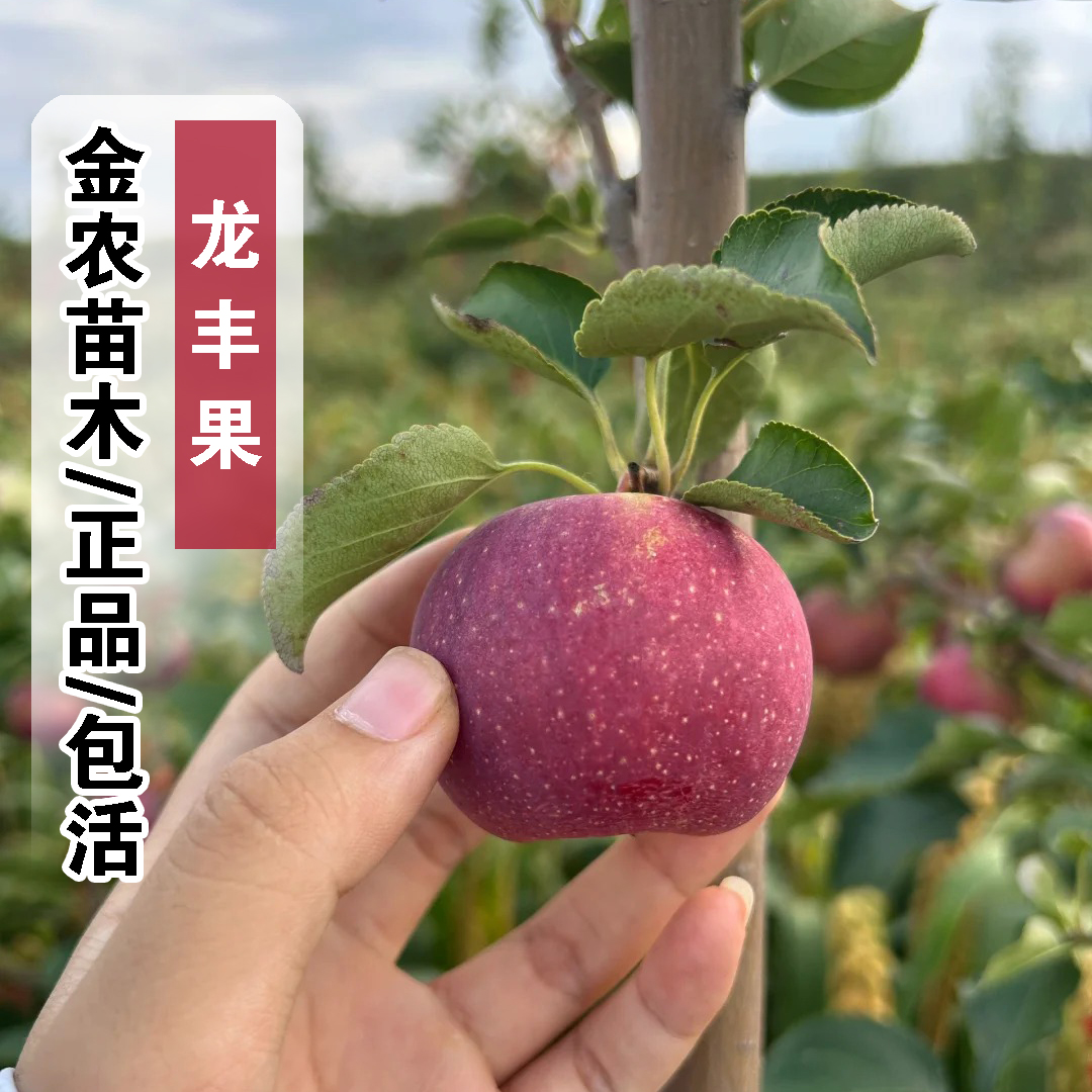 嫁接东北龙丰果小苹果树苗脆甜耐寒大秋果沙果苹果苗南方北方种植