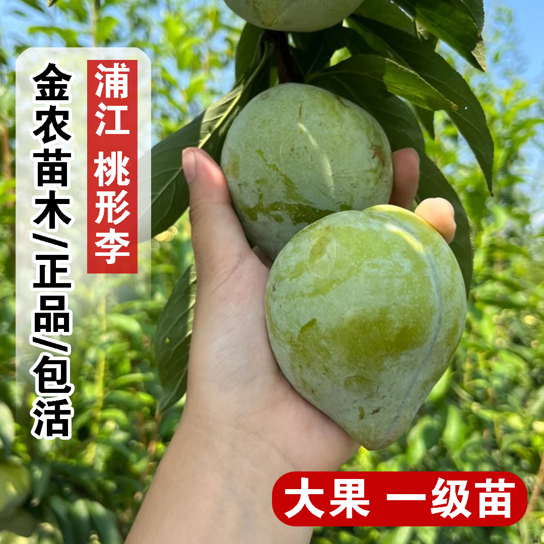 特大奈李果苗嫁接浦江桃形李树苗