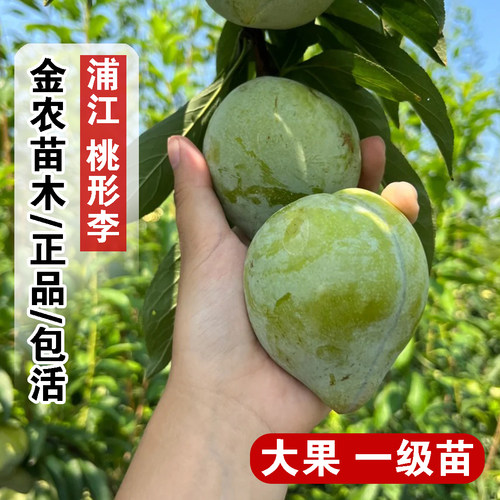 特大奈李果苗嫁接浦江桃形李树苗桃型李脆甜油奈李子苗南北方种植