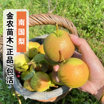 正品9月成熟包活南果梨树苗