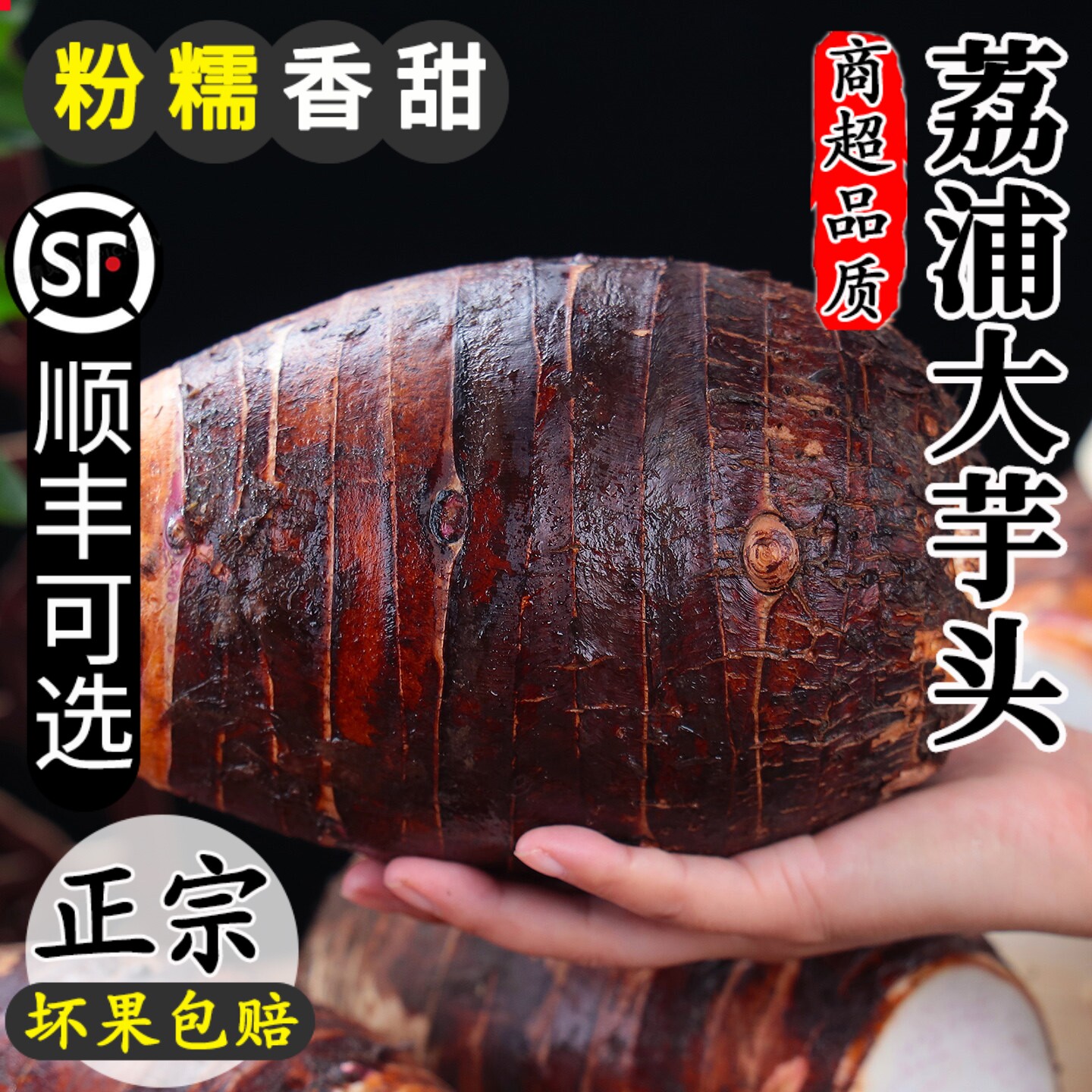 【正宗粉糯】广西荔浦大芋头现挖