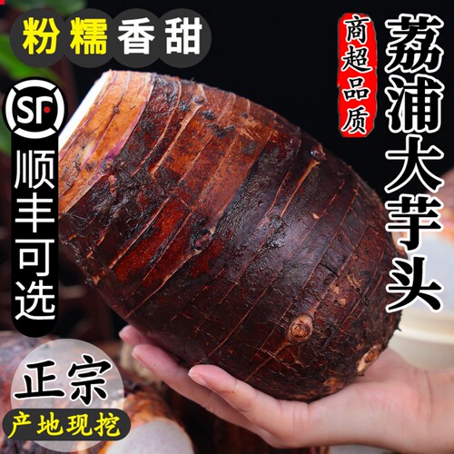【正宗粉糯】广西荔浦大芋头现挖
