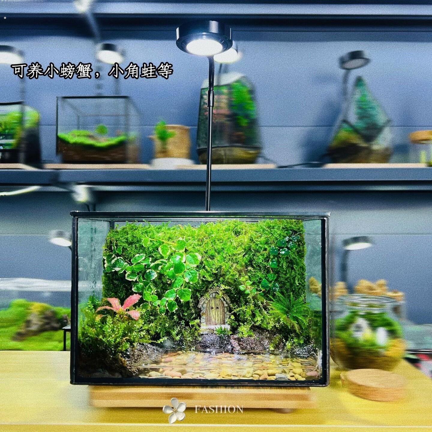 小角蛙水陆缸发货苔藓微景观雨林缸螃养蟹桌面微景观雨林生态缸图片