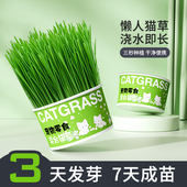 懒人泡面猫草种子盆栽自种无土罐头助化毛零食水培磨牙洁齿用品