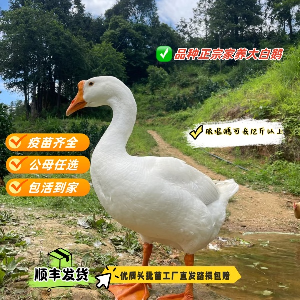 顺丰包邮正宗纯种脱温鹅看家鹅农家散养鹅【宠物鸭】