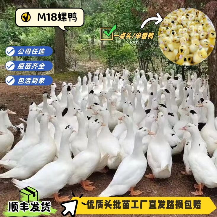 福建正宗白半番鸭苗顺丰包邮