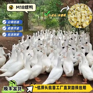 宠物鸭M18螺鸭福建正宗白半番鸭苗半番鸭苗顺丰 包邮