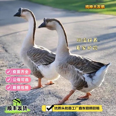 顺丰包大灰鹅马岗鹅雁鹅