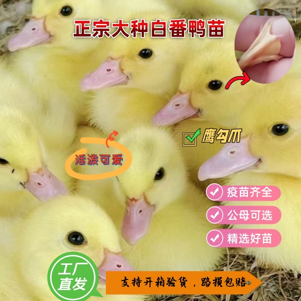 正宗大种白番鸭苗红脸鸭疫苗齐全