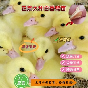 福建正宗大种白番鸭苗红脸鸭疫苗齐全顺丰包邮宠物鸭