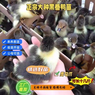 包邮大种黑番鸭苗豚鸭苗红脸鸭大洋鸭疫苗齐全宠物鸭