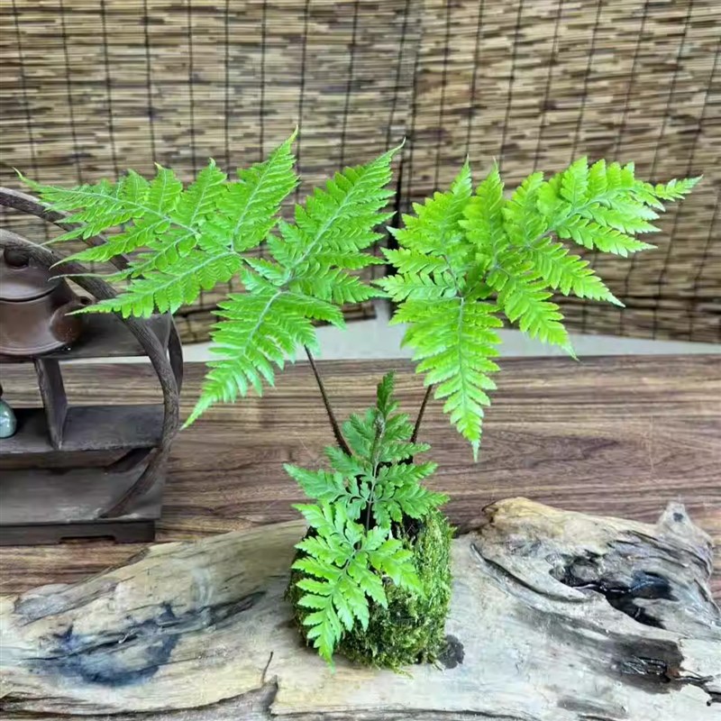 室内绿植红磷蕨水培苔藓球蕨类植物磷毛蕨盆栽