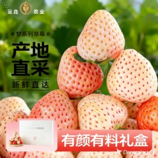 【顺丰空运次日达】淡雪新鲜草莓奶油现摘白色天使草莓高档礼盒