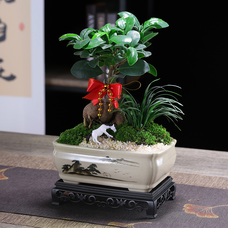 小叶榕树室内常青盆栽绿植人参榕造型树桩盆景桌面好养观叶小植物