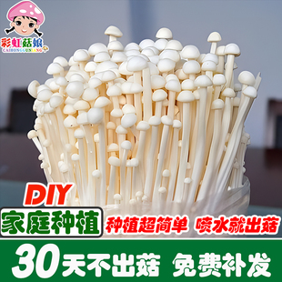 金针菇平菇香菇蘑菇菌包菌种蔬菜种子家庭室内DIY盆栽趣味种植