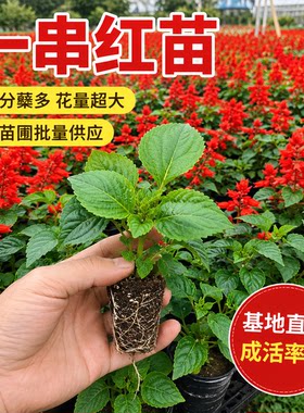 一串红盆栽苗花期长越开越旺