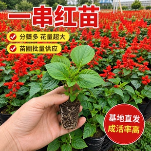 高杆矮杆一串红苗盆栽花卉种苗花期超长越开越旺户外花坛种植优选