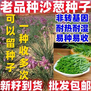 老品种沙葱种子沙葱籽胡葱沙葱种子蔬菜种子耐寒四季播按斤卖