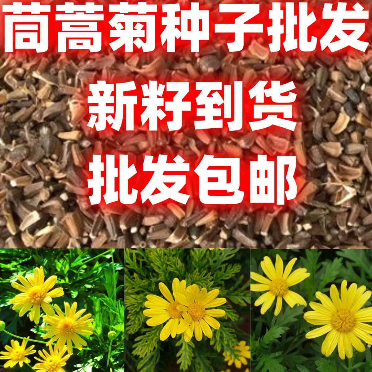 茼蒿菊种子木茼蒿多年生宿根花草种子木春菊种子景观花海包邮