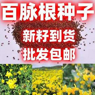 百脉根种子多年生牧草耐践踏耐旱耐盐碱耐酸微草再生力强好看耐热
