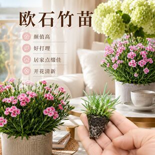 居家庭院欧石竹小苗打理简单成片生长打造自然清新花海景致