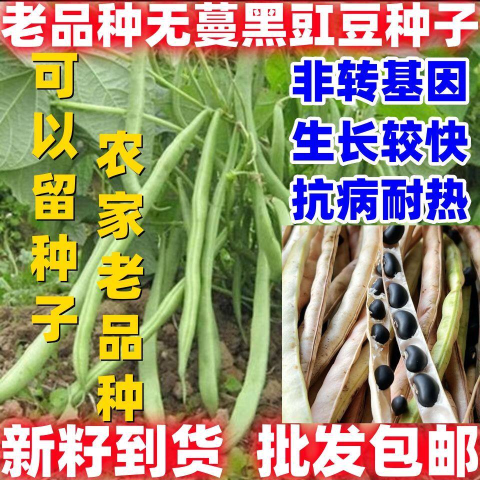 老品种无蔓黑豇豆种子豆种子简单易种大豆种子籽黑豆种子豆种子图片