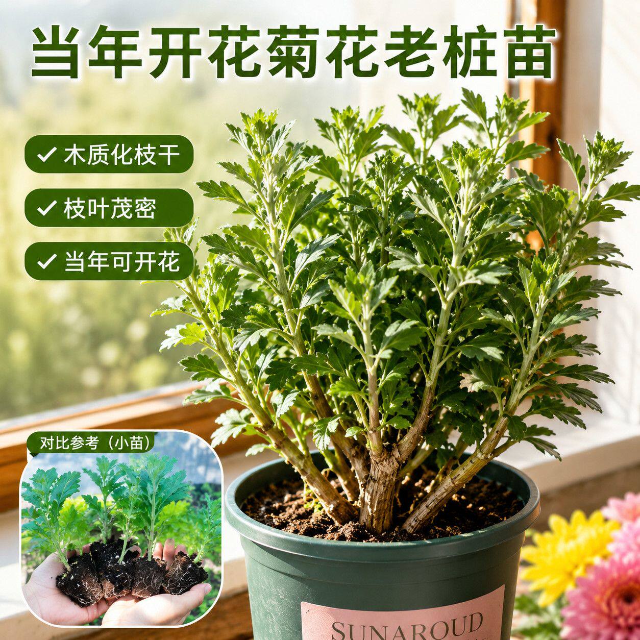 食用泡茶菊花苗可观赏可食用正宗杭白菊苗室内庭院种植易活