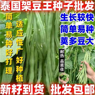 泰国架豆王种子四季豆高产豆角无丝青芸豆包邮好种春季秋季种籽