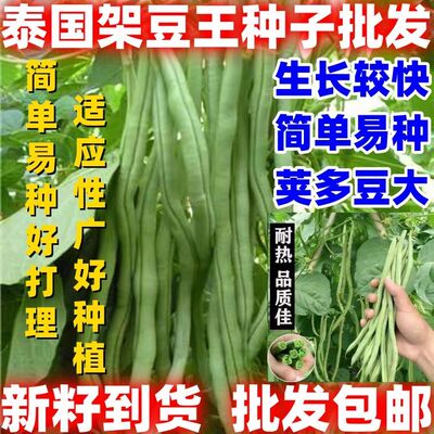 泰国架豆王种子四季豆高产豆角无丝青芸豆包邮好种春季秋季种籽