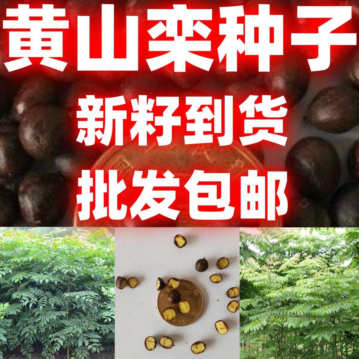 栾树种子黄山栾种子生长较快粗壮高大好种耐热抗旱林木树种子