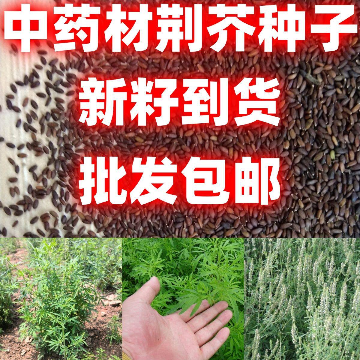 新产荆芥种子中药材种子纯新四季荆芥籽大穗荆芥种子种植药用荆芥