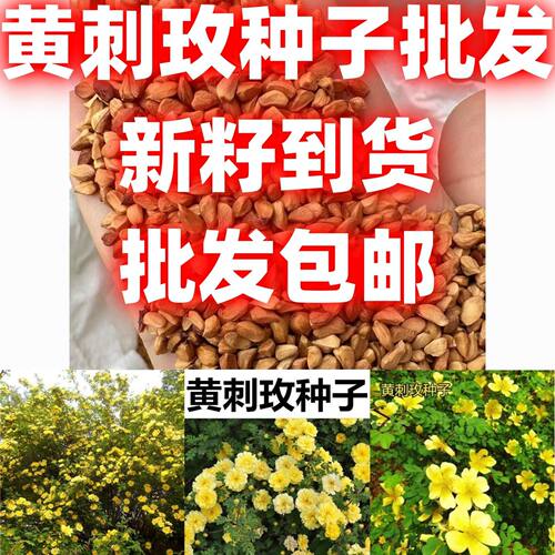 黄刺玫种子批发包邮籽四季种园林道路绿化庭院篱笆花卉草花种花籽