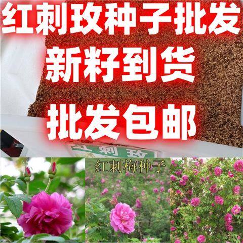 红刺玫种子香草花卉种籽红玫瑰种子四季可播多年生花卉批发包邮