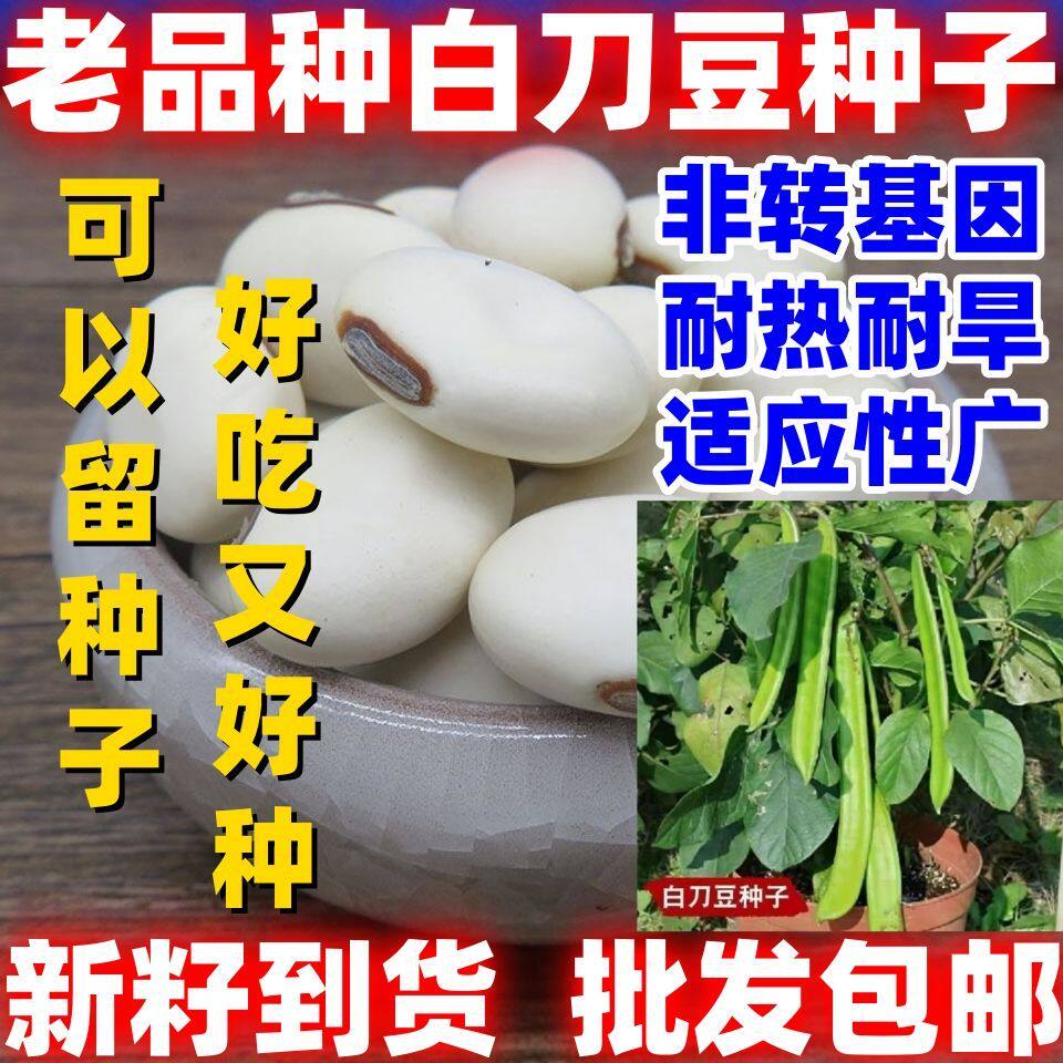 老品种白刀豆种子农家庭院大扁豆角种籽搭棚四季批发包邮农家