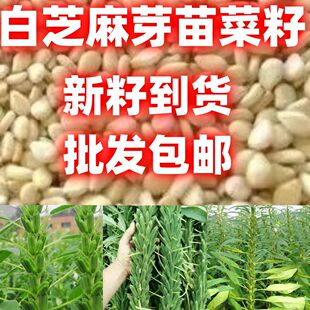 白芝麻种子可吃苗可结籽白芝麻籽高油早熟抗旱春季蔬菜种籽