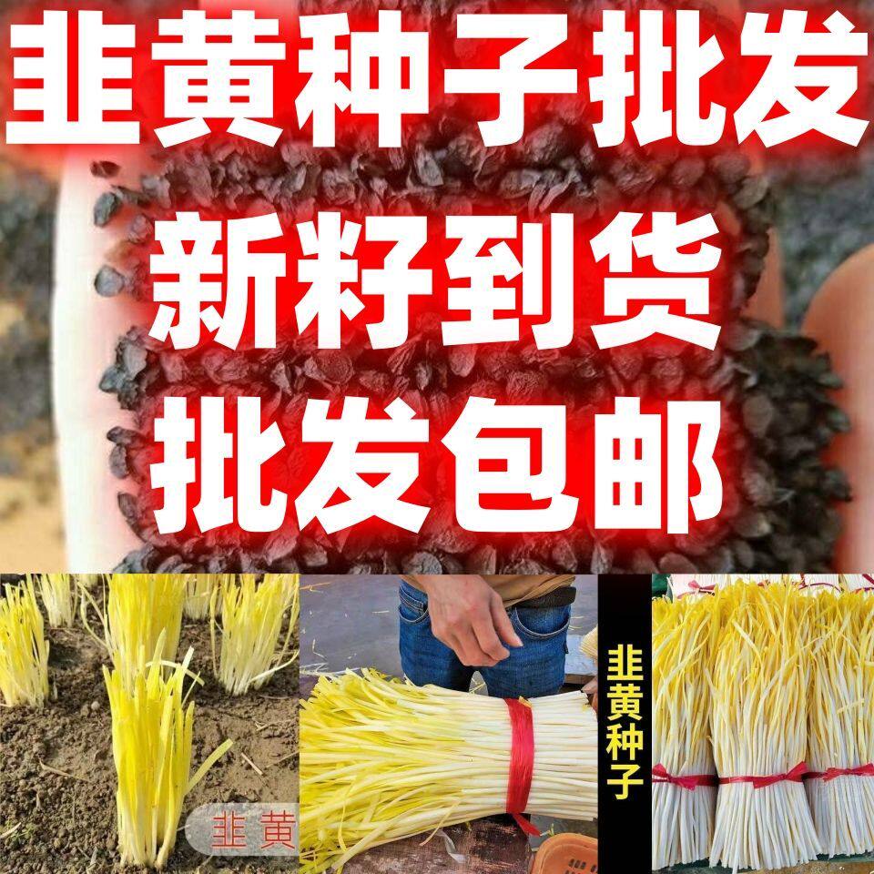 韭黄种籽韭黄种子韭黄籽蔬菜种子韭香浓郁阳台盆栽蔬菜种子