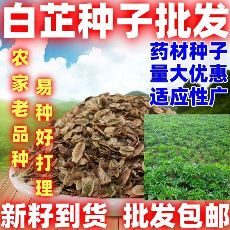 白芷种子包邮论斤卖庭院田园种植白芷种籽中药材种子白芷子