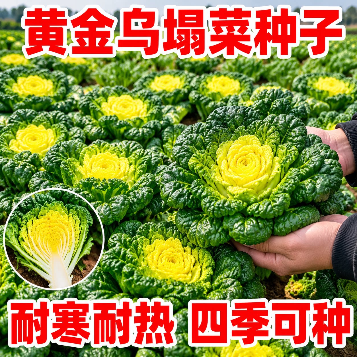 奶油黄心乌塌菜四季耐寒秋冬播