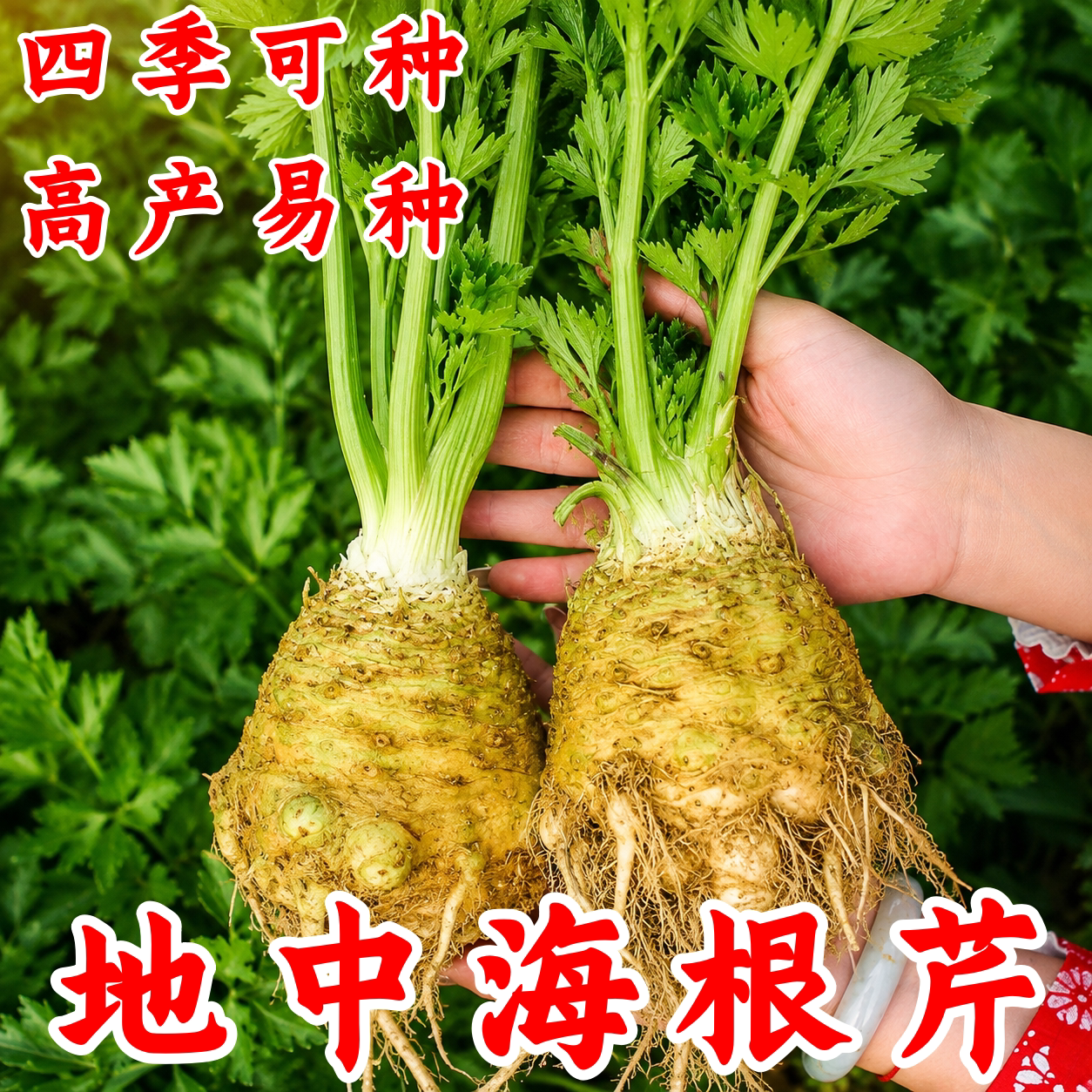 地中海根芹菜种子四季阳台播种