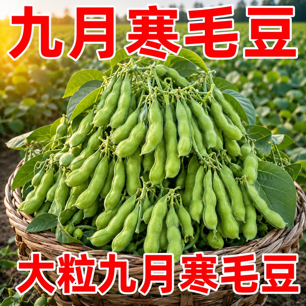 金品九月寒大粒晚熟高产毛豆种子