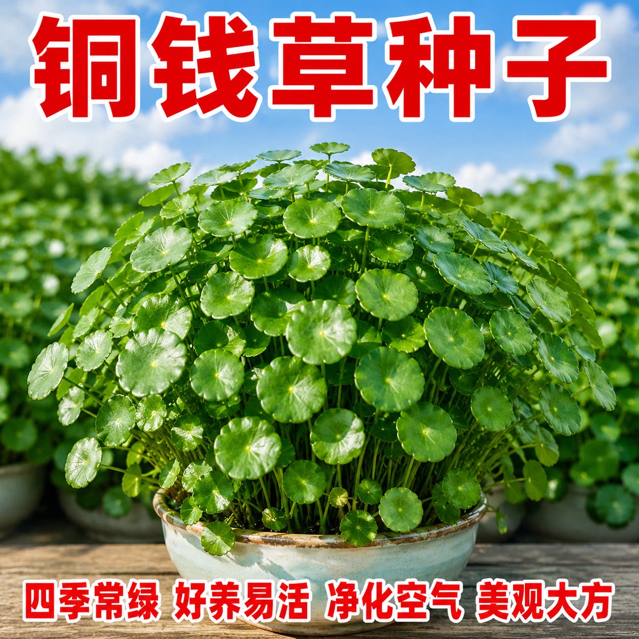 铜钱草水培室内好养四季常青
