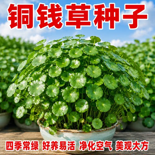 铜钱草水培室内好养四季常青