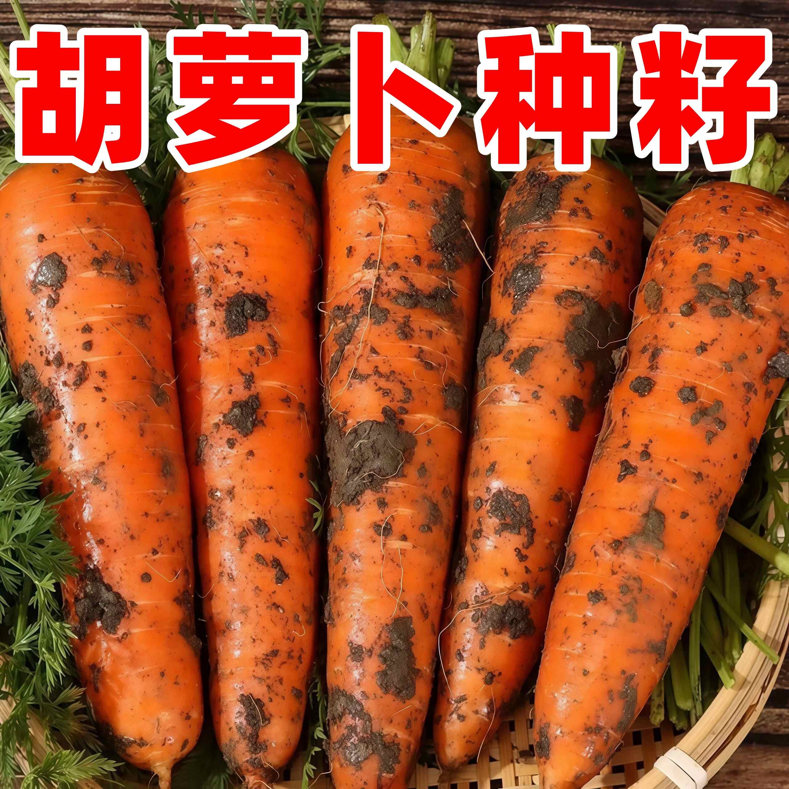 春季阳台盆栽三红胡萝卜种子高产