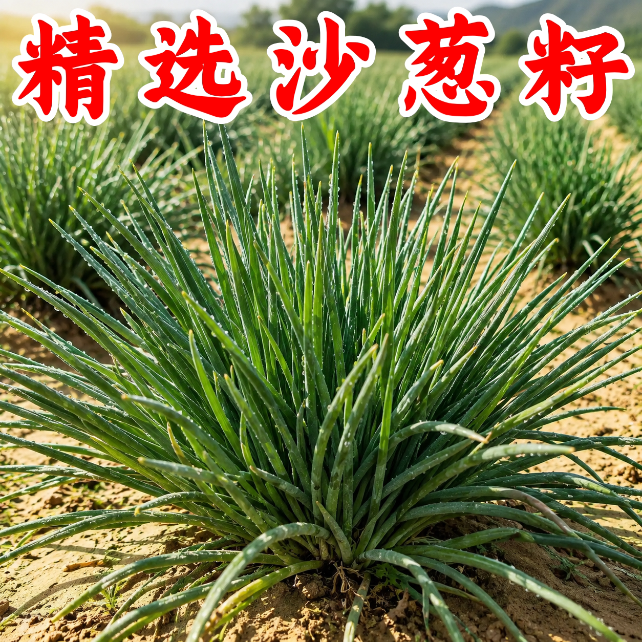 内蒙古野生沙葱种子四季阳台种植