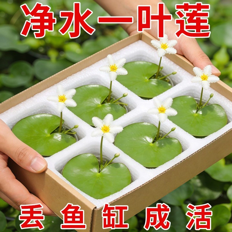 一叶莲无土水生水培池塘碗莲