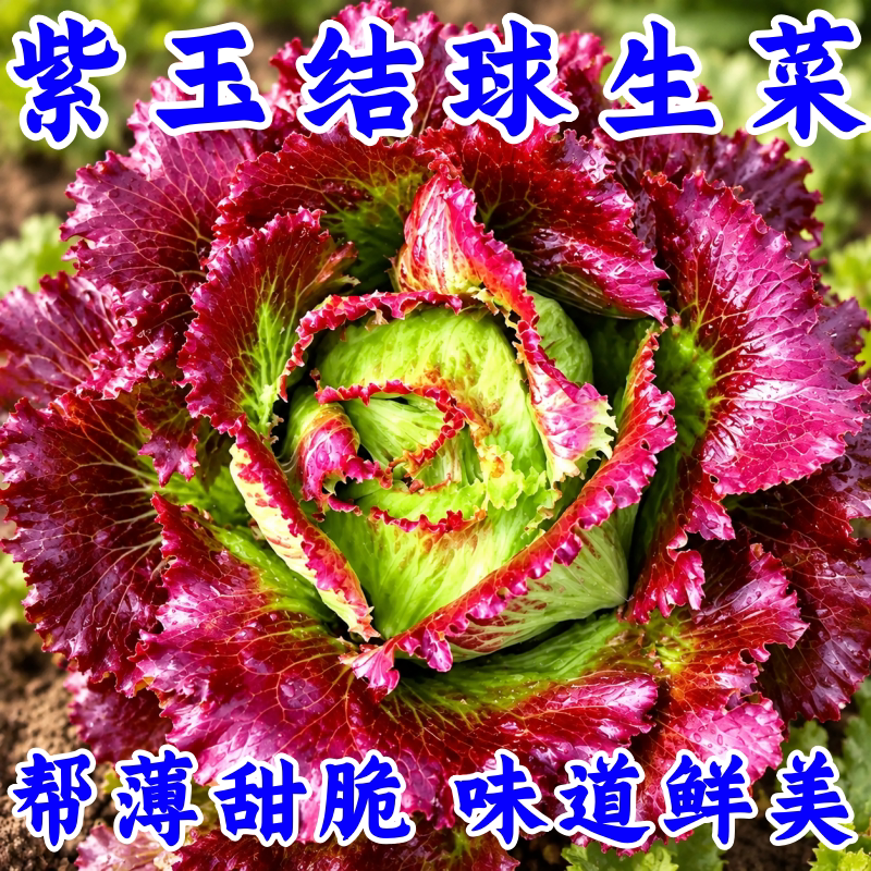 紫玉结球生菜种子四季阳台盆栽