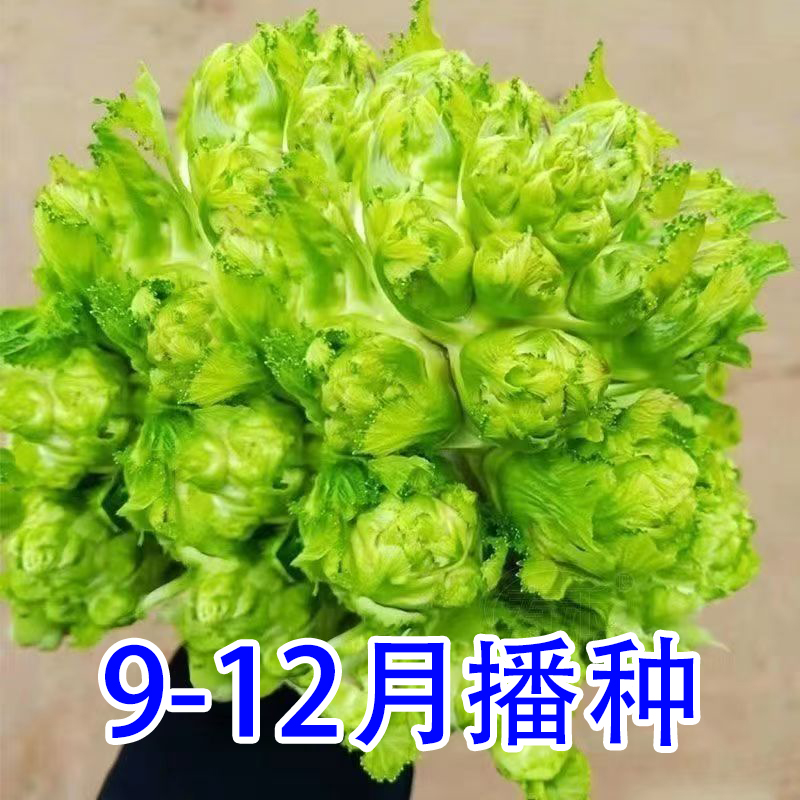 四川儿菜种子芥菜种四季菜种娃娃菜蔬菜种籽菜孑菜籽秋季种籽